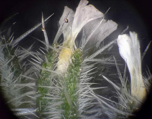 Amsinckia (fiddleneck) with 5x BD epi-darkfield